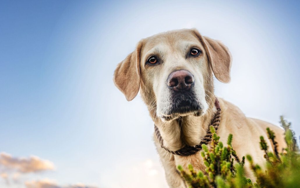 Labrador schaut im Hundetraining