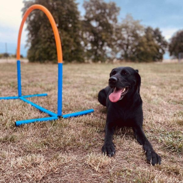 Hoopers Agility in Leipzig