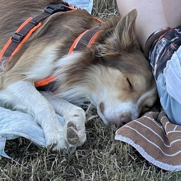 Entspannung beim Hund