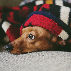 Hund unter Decke - keine Panik vor Silvester