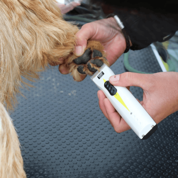 Hund wird Fell zwischen den Pfoten entfernt