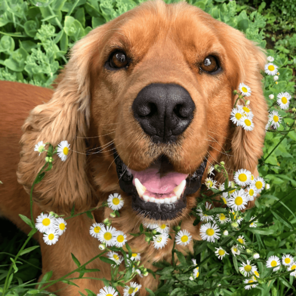 Kräuterwanderung mit Hund