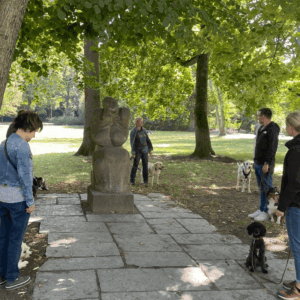 Mehrere Hunde im Park trainieren