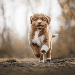 Welpe wird gerufen - Rückruftraining im Hundezentrum