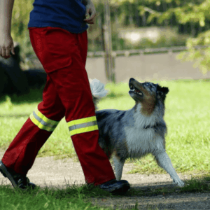 Obedience im Hundezentrum Bettina Krist